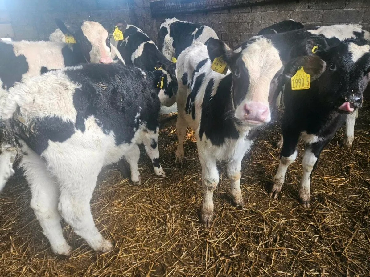 Fresien bulls - Image 2