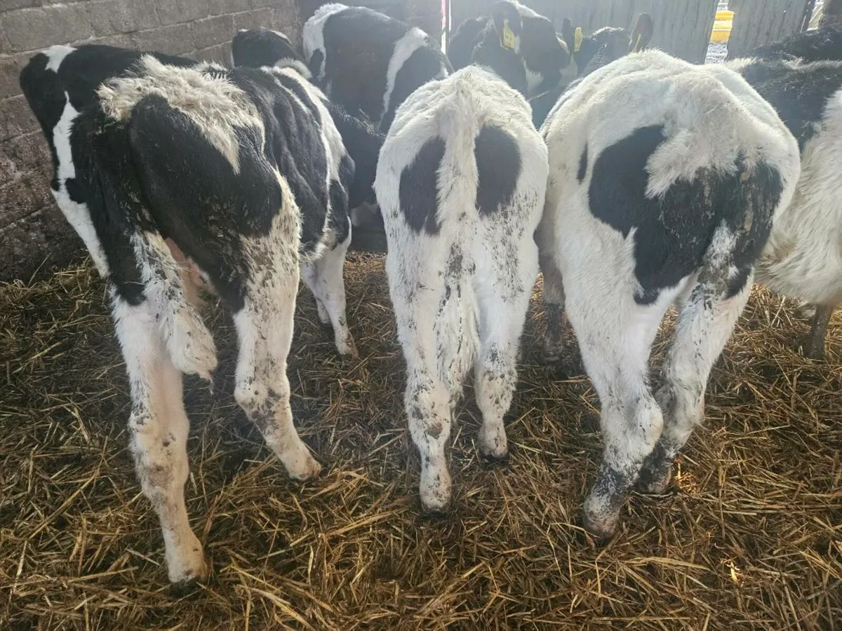 Fresien bulls - Image 3