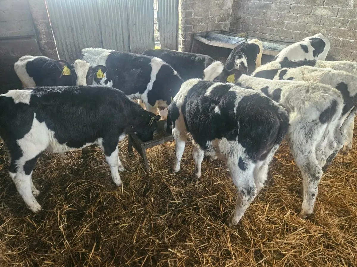 Fresien bulls - Image 4