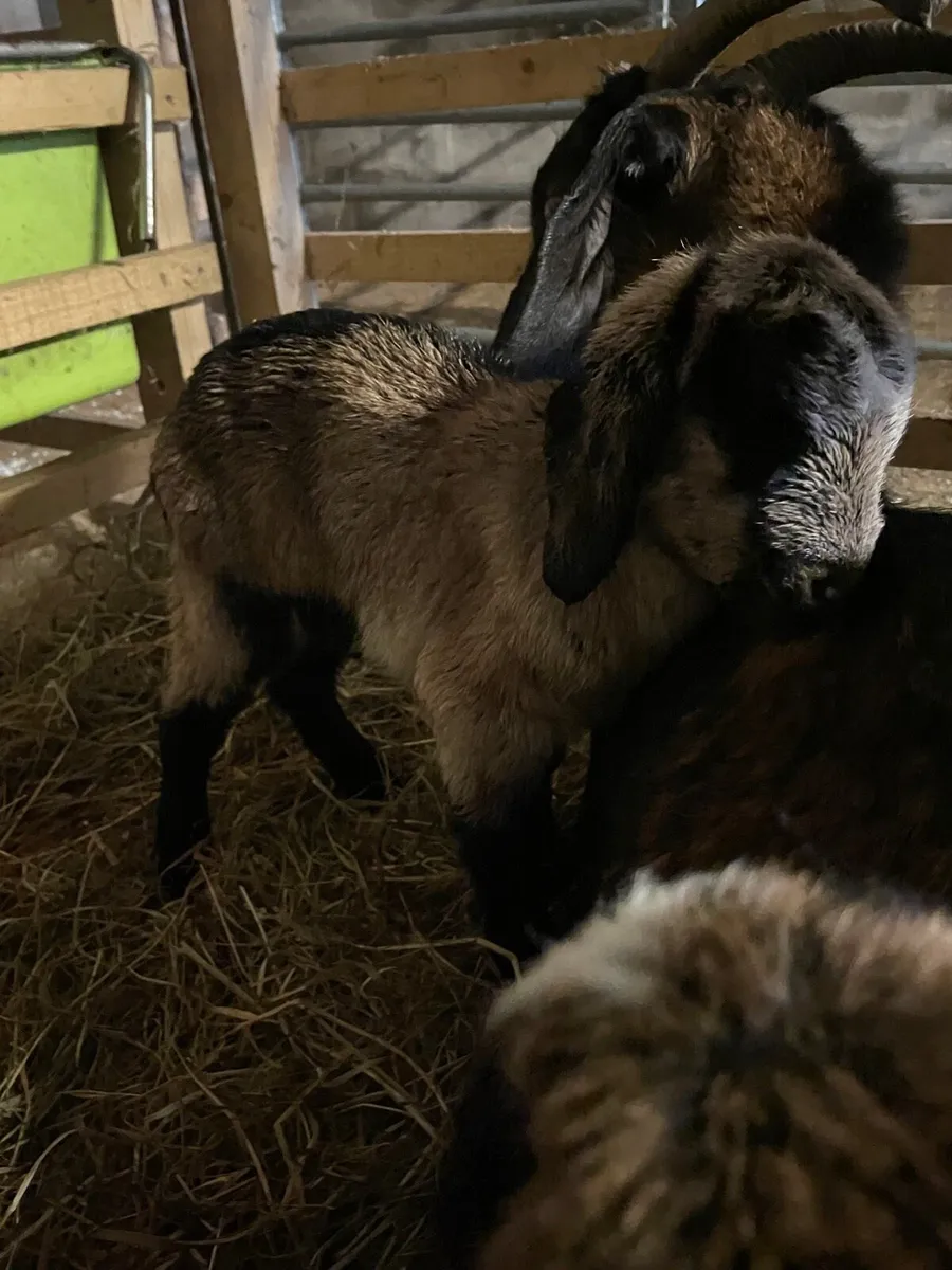 Baby Goats - Image 1