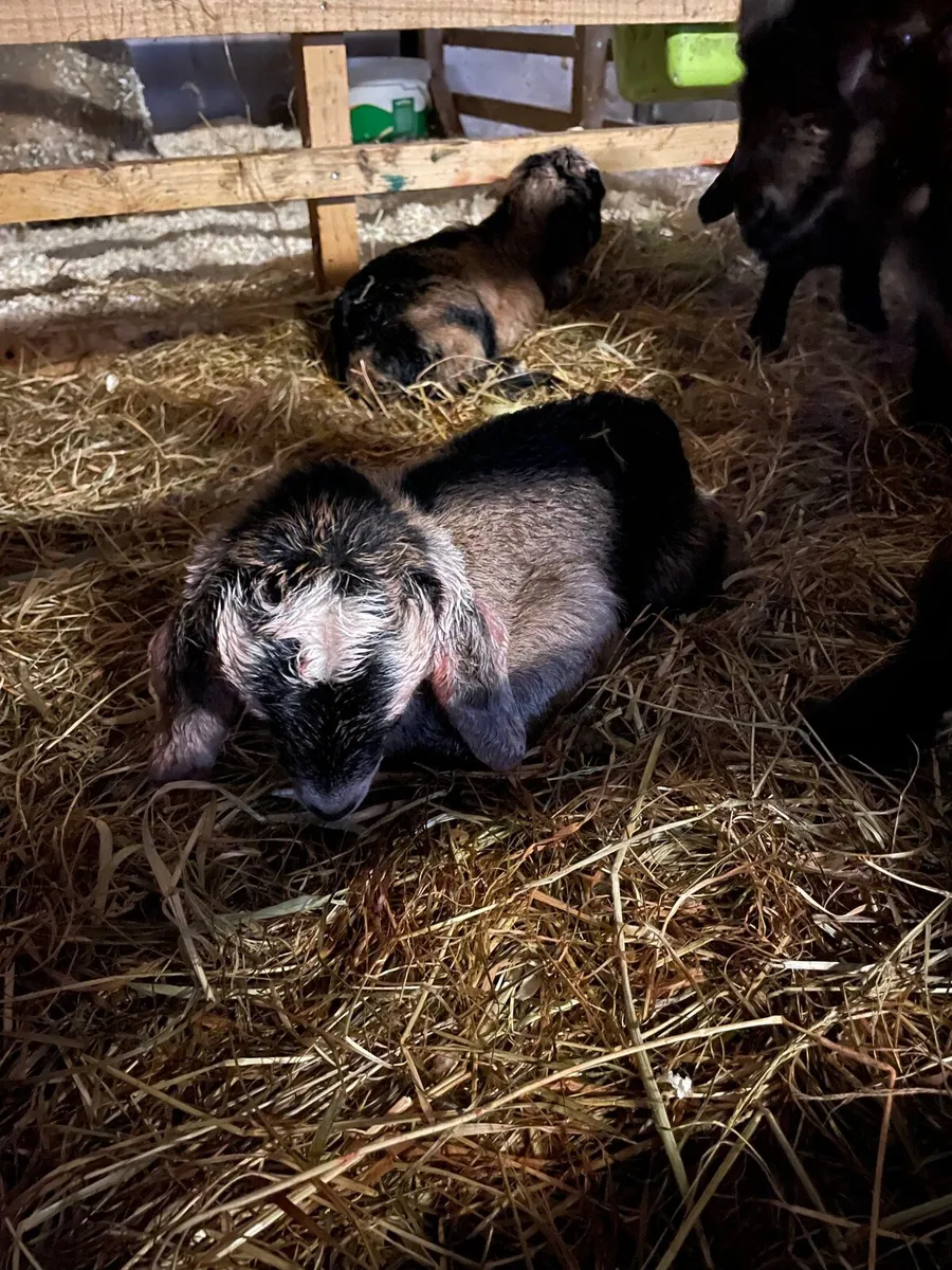 Baby Goats - Image 3
