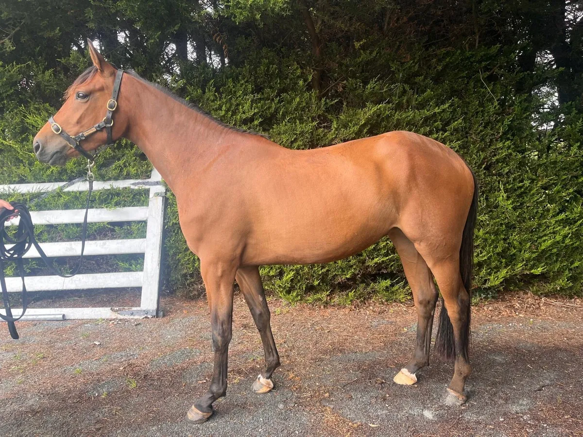 Show / Event Filly - Image 1