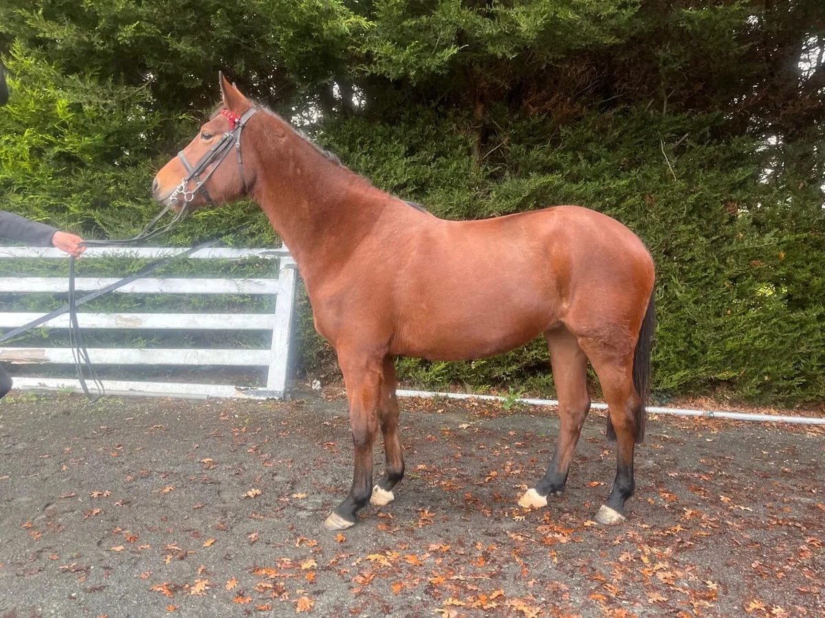 Show / Event Filly - Image 3