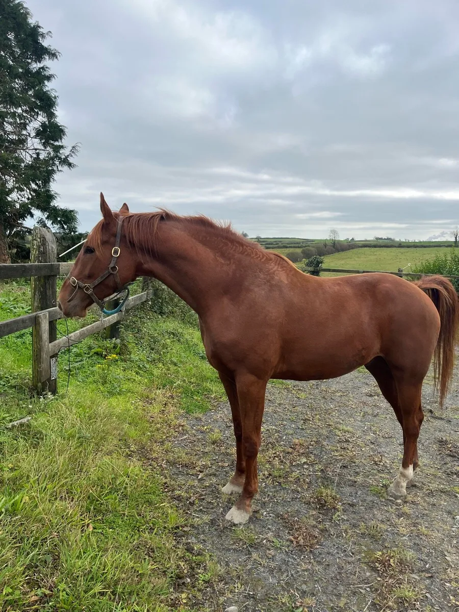 3yr old  Conticco Gelding - Image 3