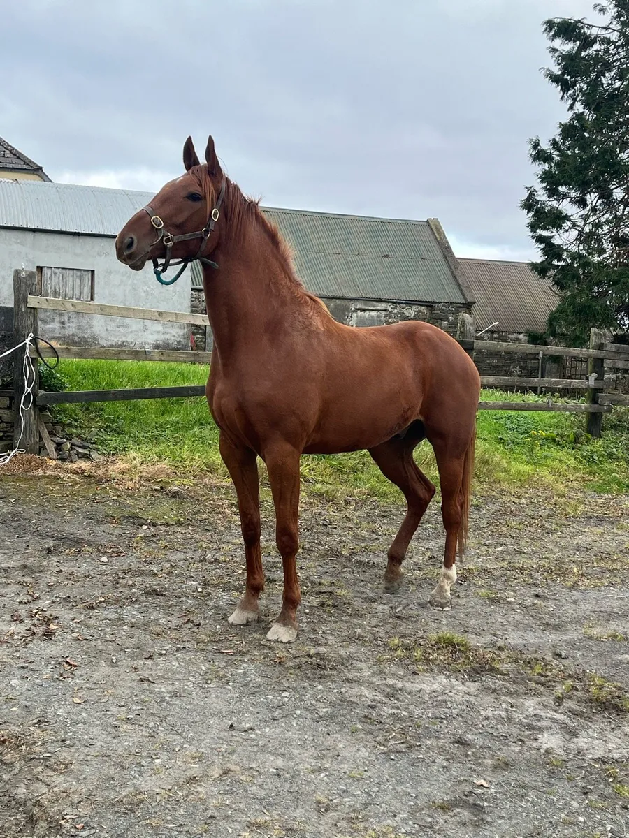 3yr old  Conticco Gelding - Image 1