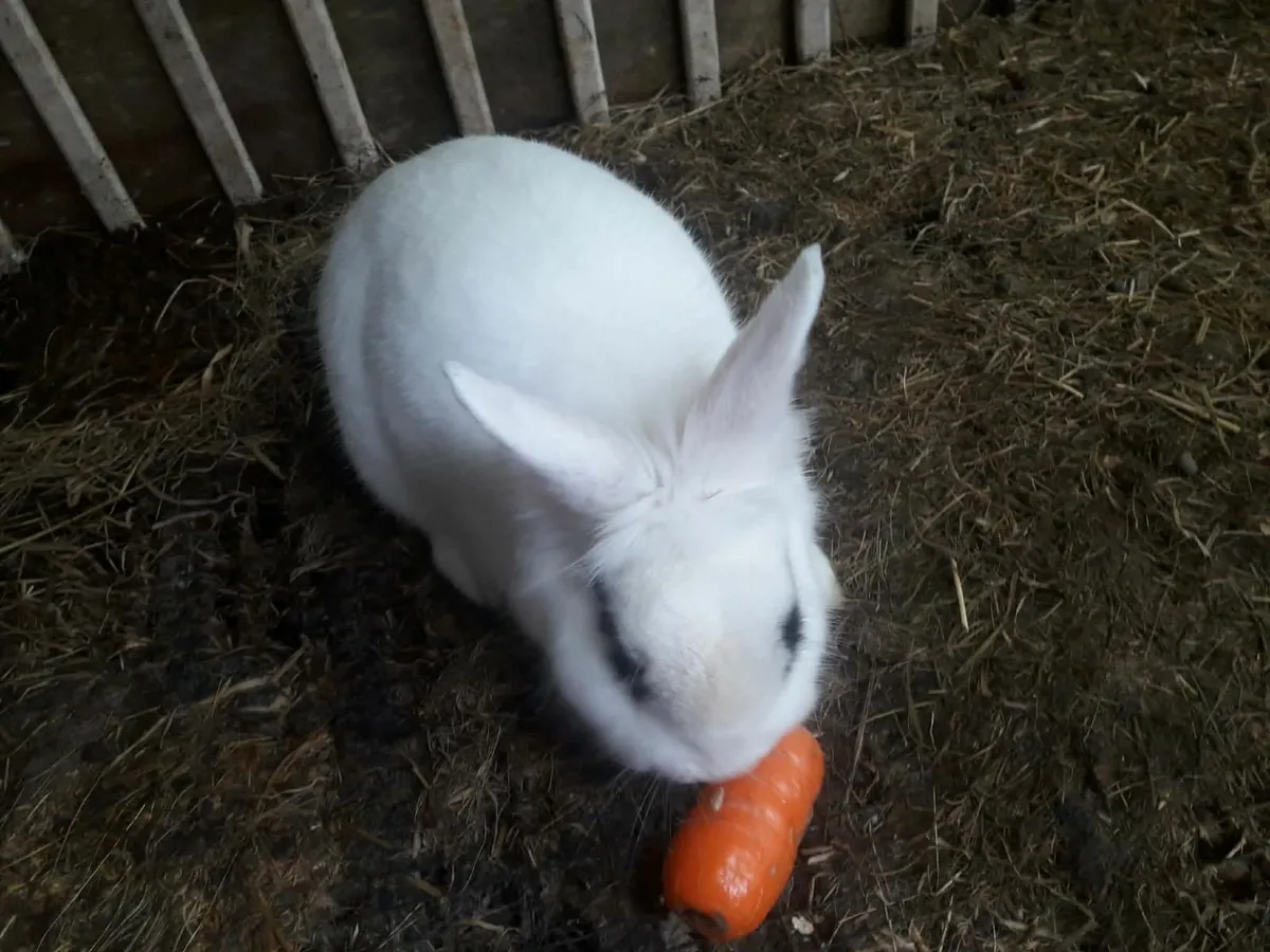 belgian giant rabbit - Image 4
