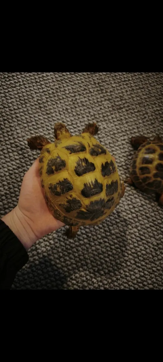 Male and female pair of russian tortoises - Image 1