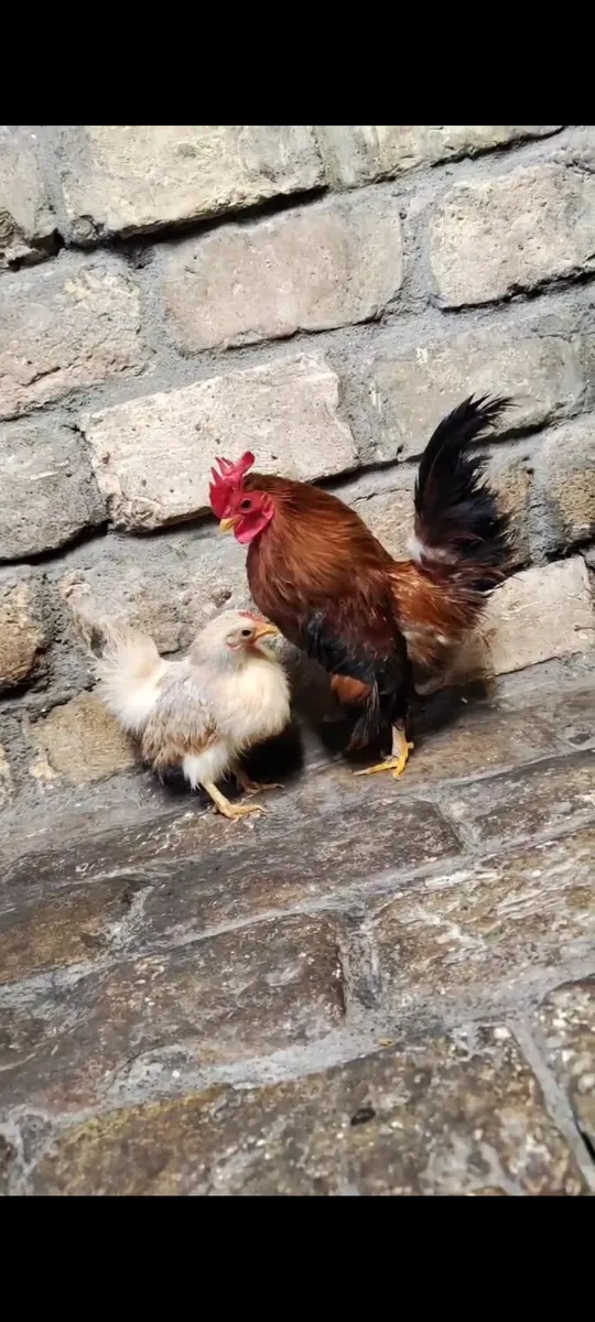 Silkied Serama Pair - Image 1