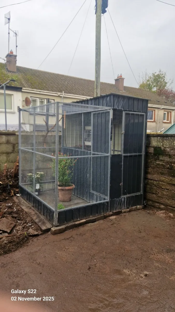 Looking for caneries or mule finches . - Image 2