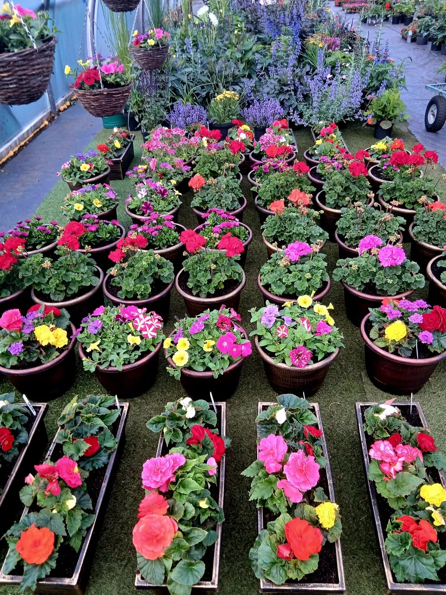 Pollytunnel - Image 2