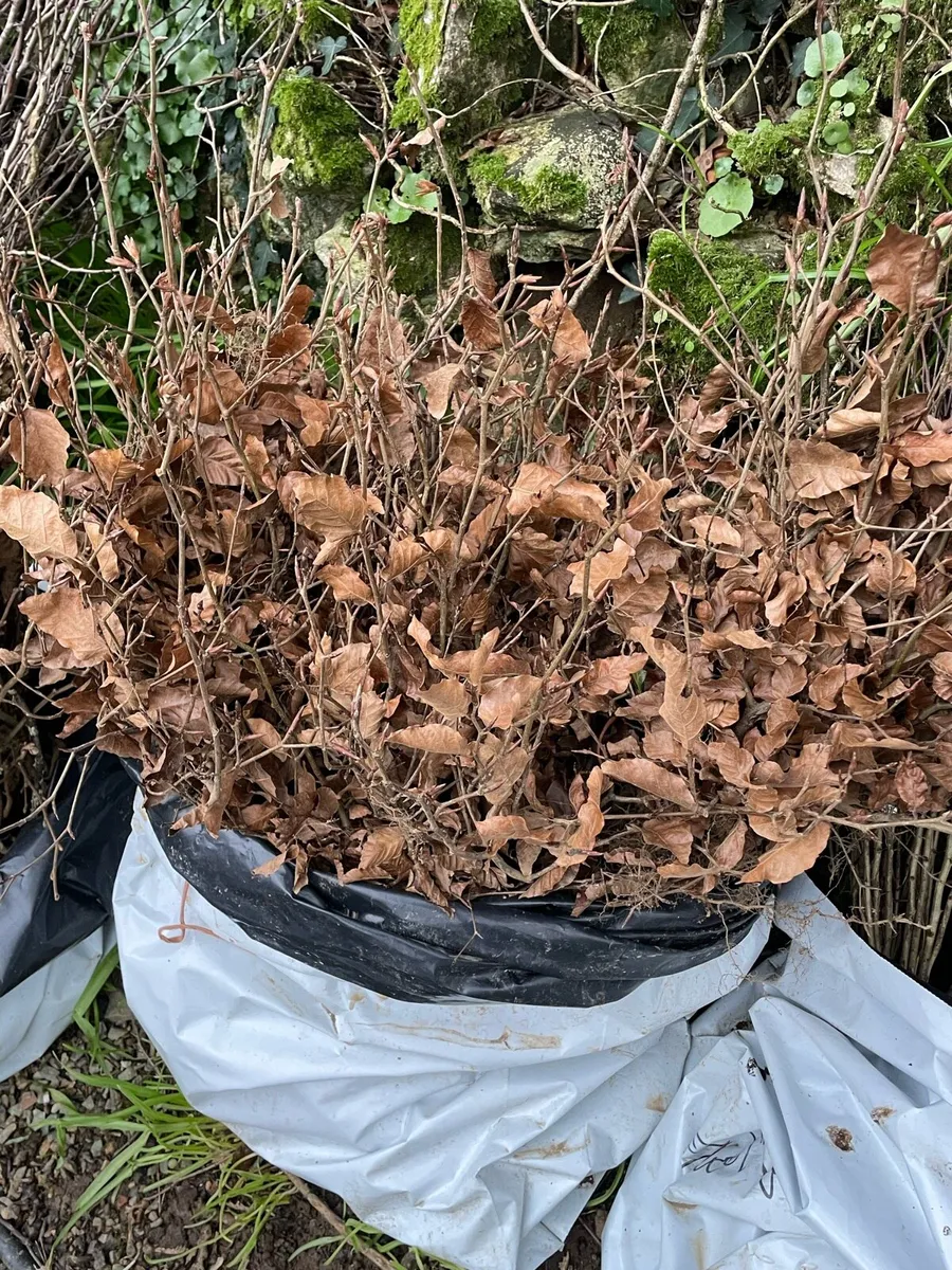 Sale now on hedging - Image 4