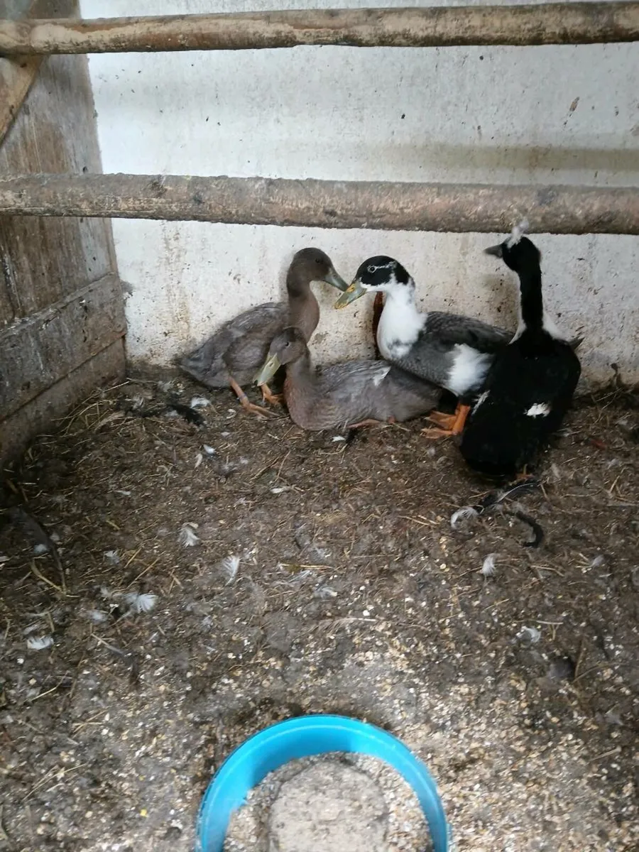 3 young ducks - Image 1