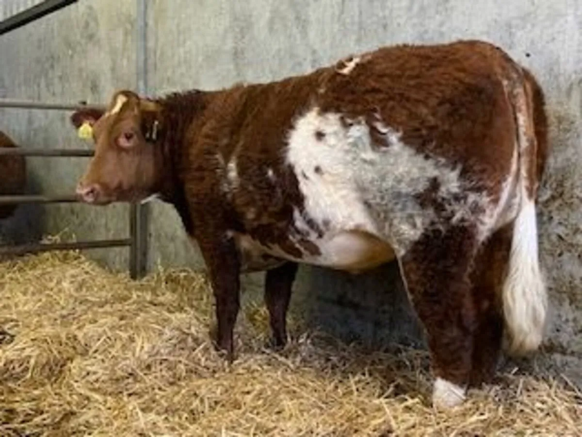 Super Roan Limousin Springer - Image 4