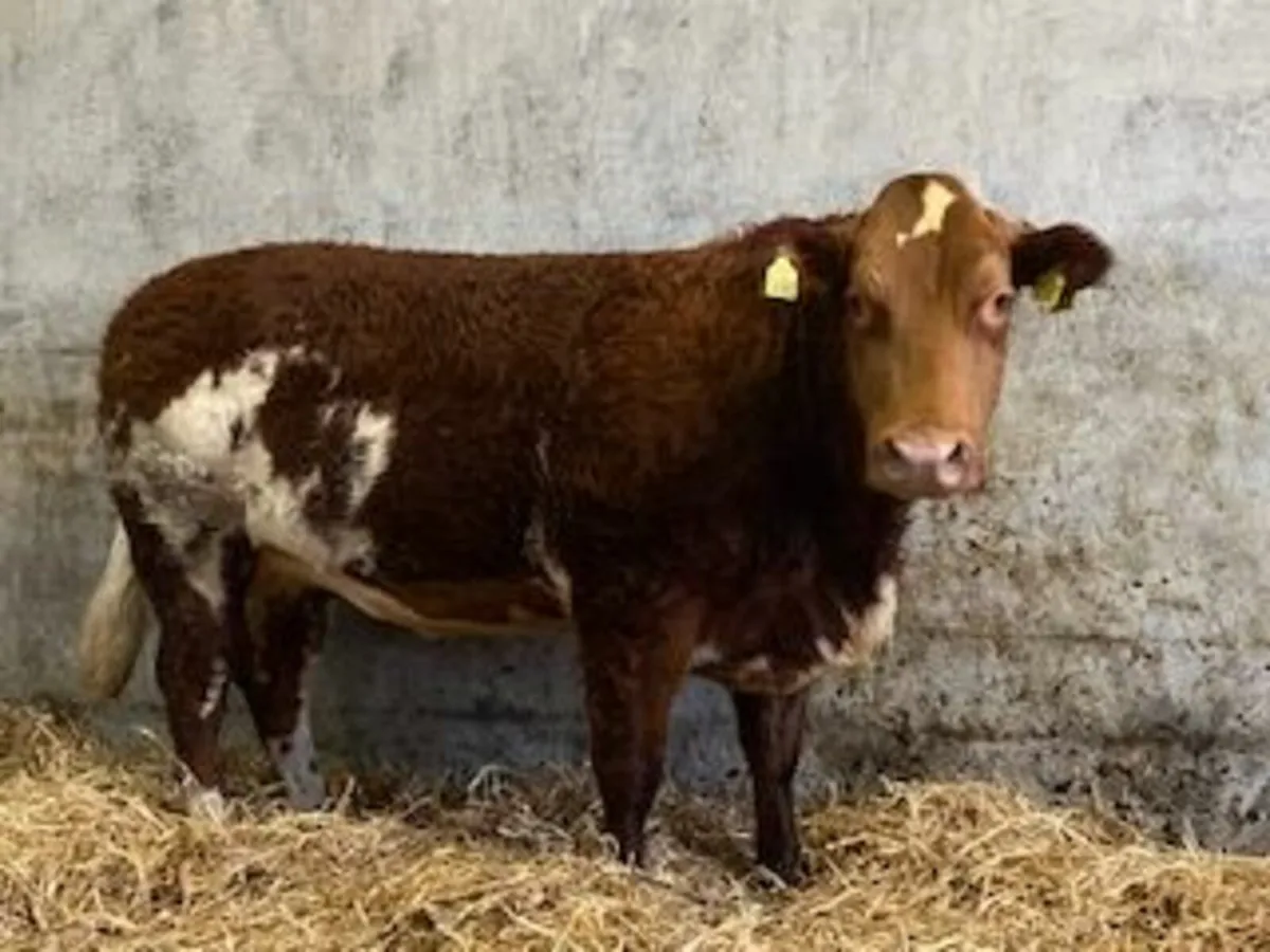 Super Roan Limousin Springer - Image 2