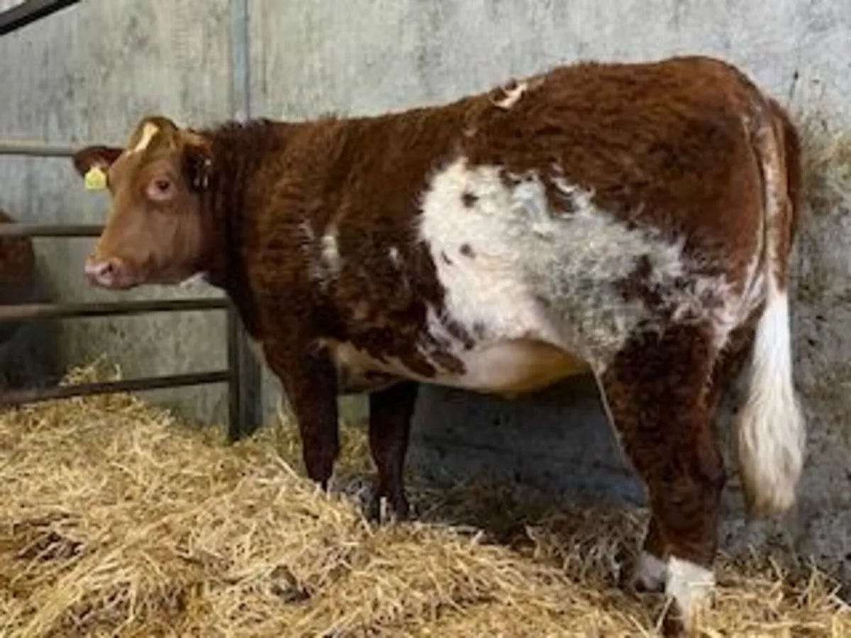 Super Roan Limousin Springer - Image 3