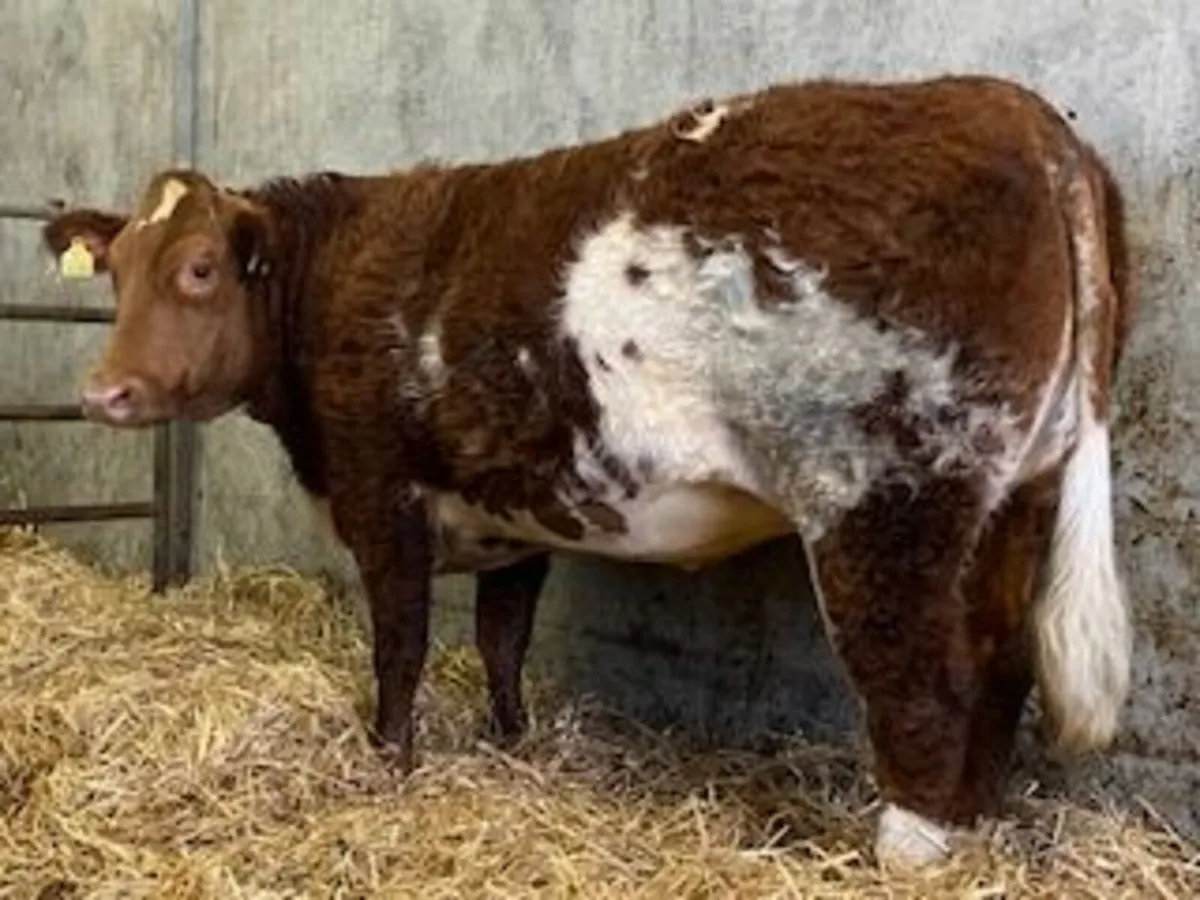 Super Roan Limousin Springer - Image 1
