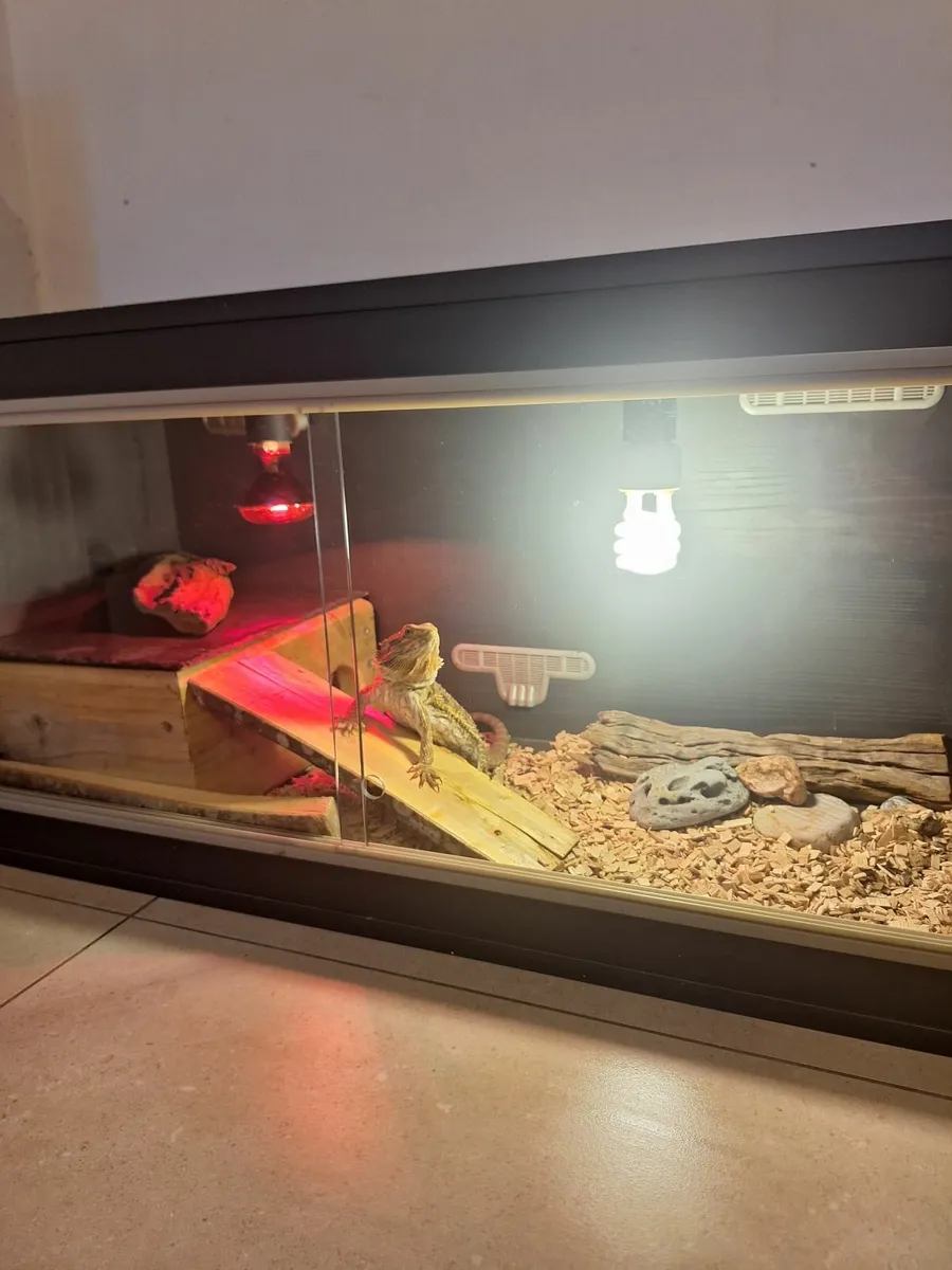 Bearded dragon - Image 4