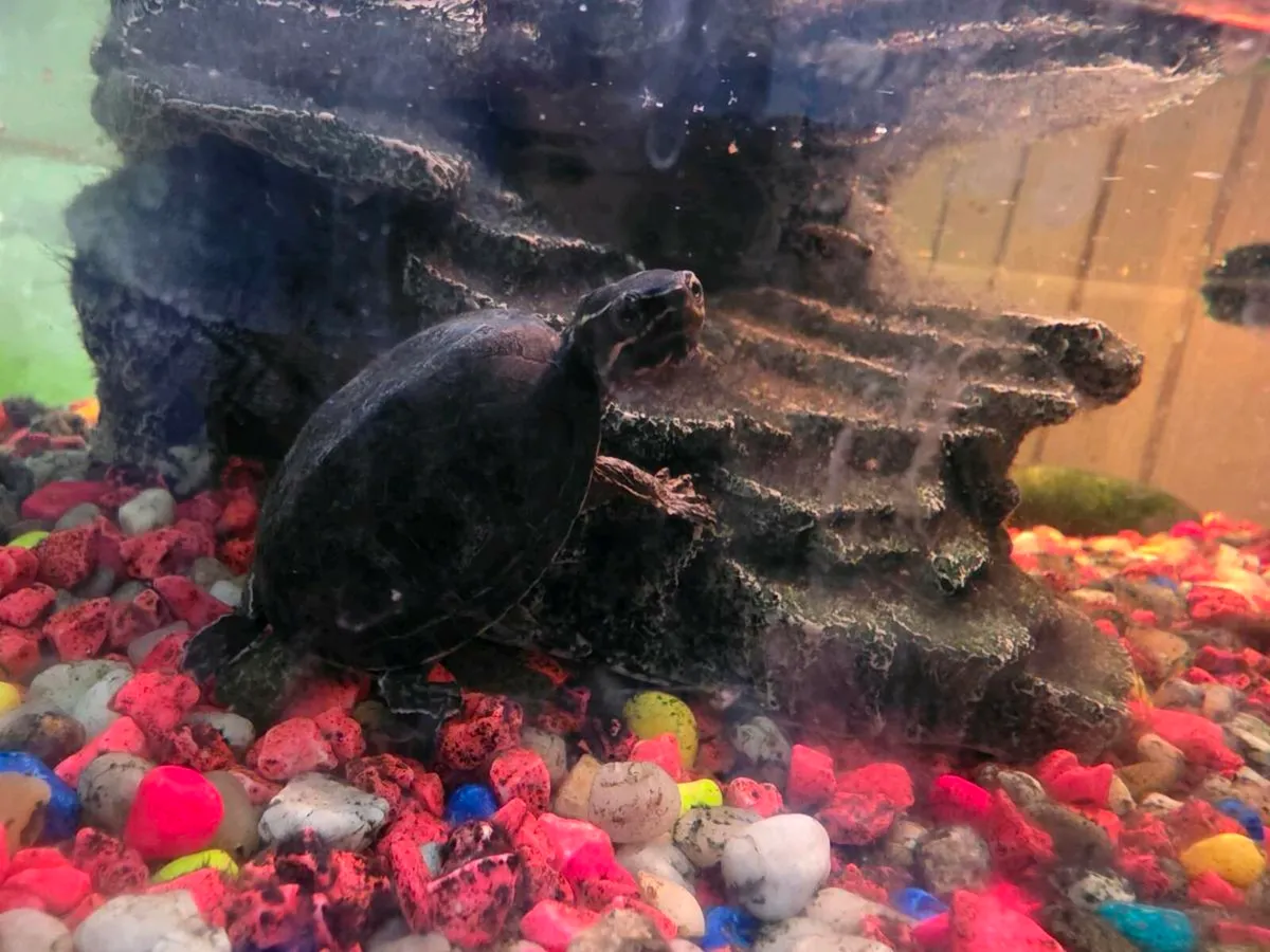 Fishtank,shrimptank, turtle tank - Image 4