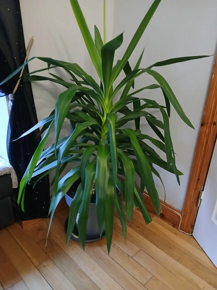 FREE Houseplants - Image 1