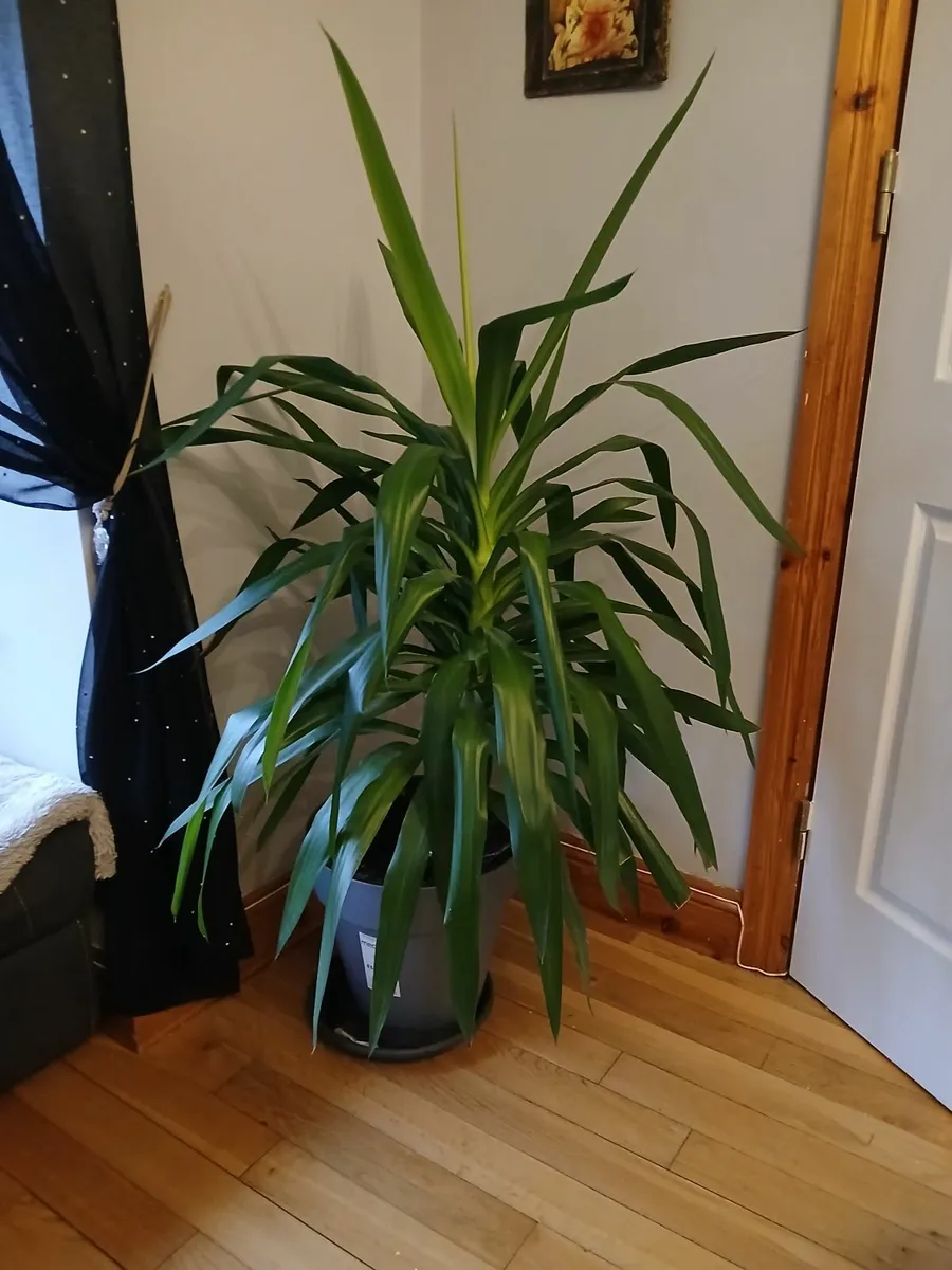 FREE Houseplants - Image 2
