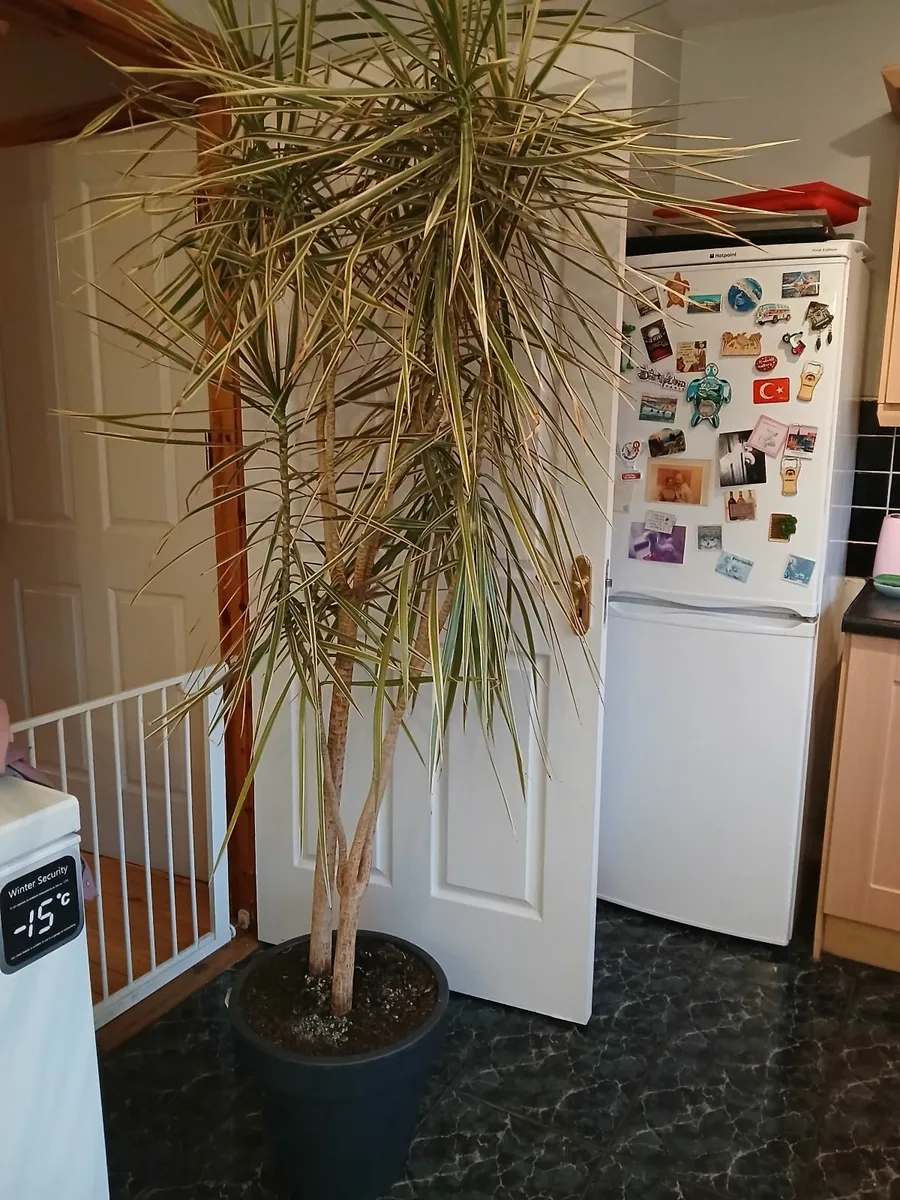 FREE Houseplants - Image 4