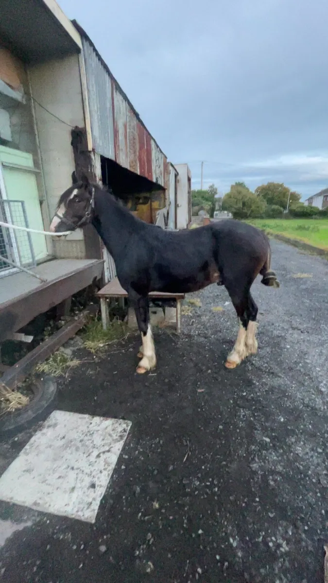 Yearling colt - Image 1