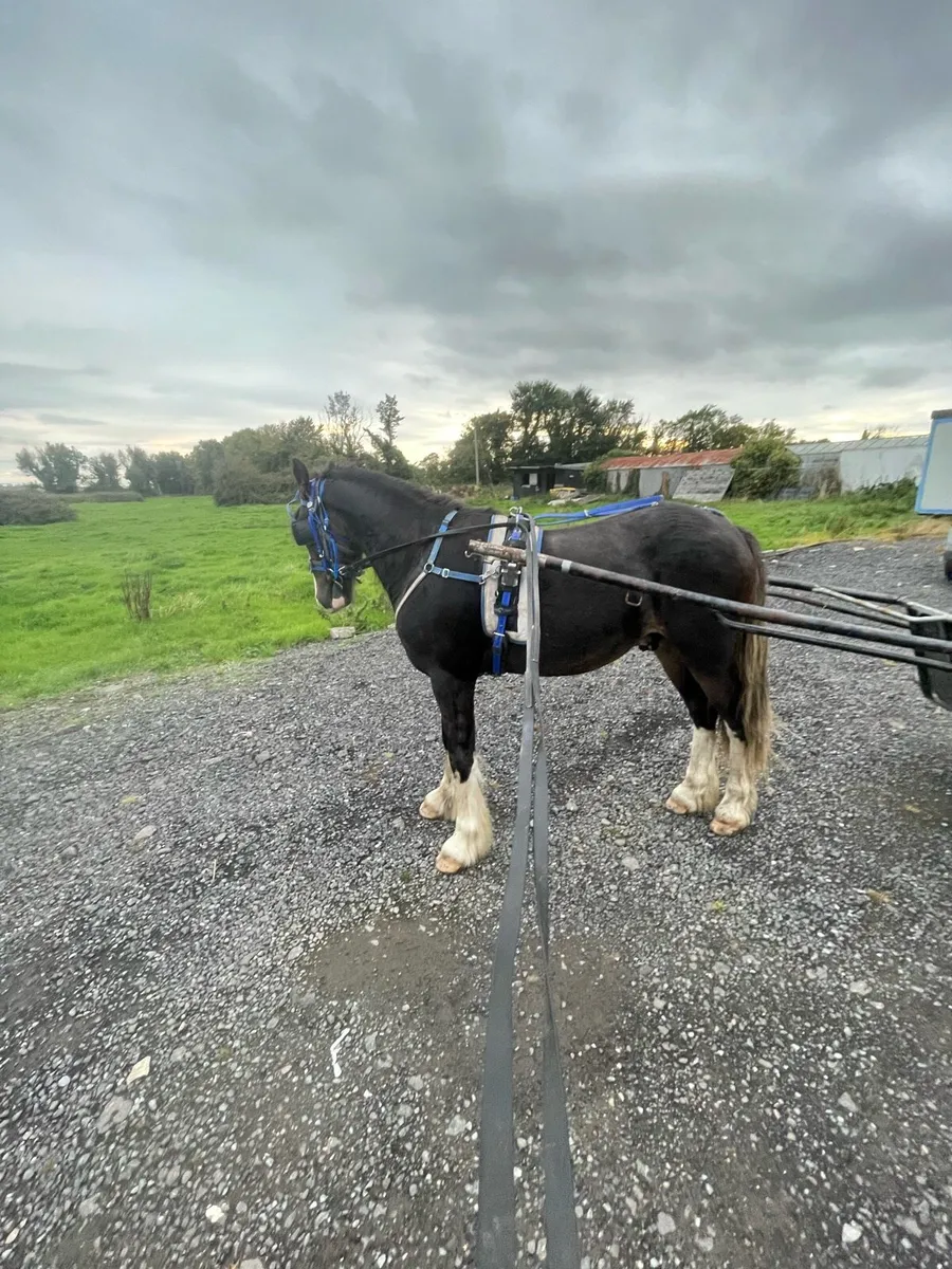 Yearling colt - Image 2