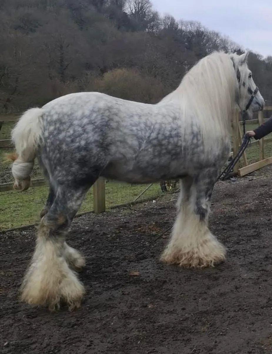 Yearling colt - Image 4