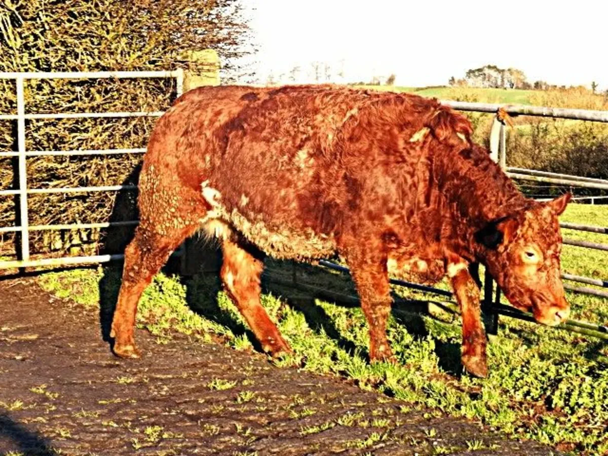 heifers - Image 3