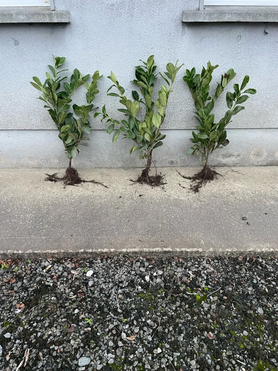 Trees & Hedging - Image 1