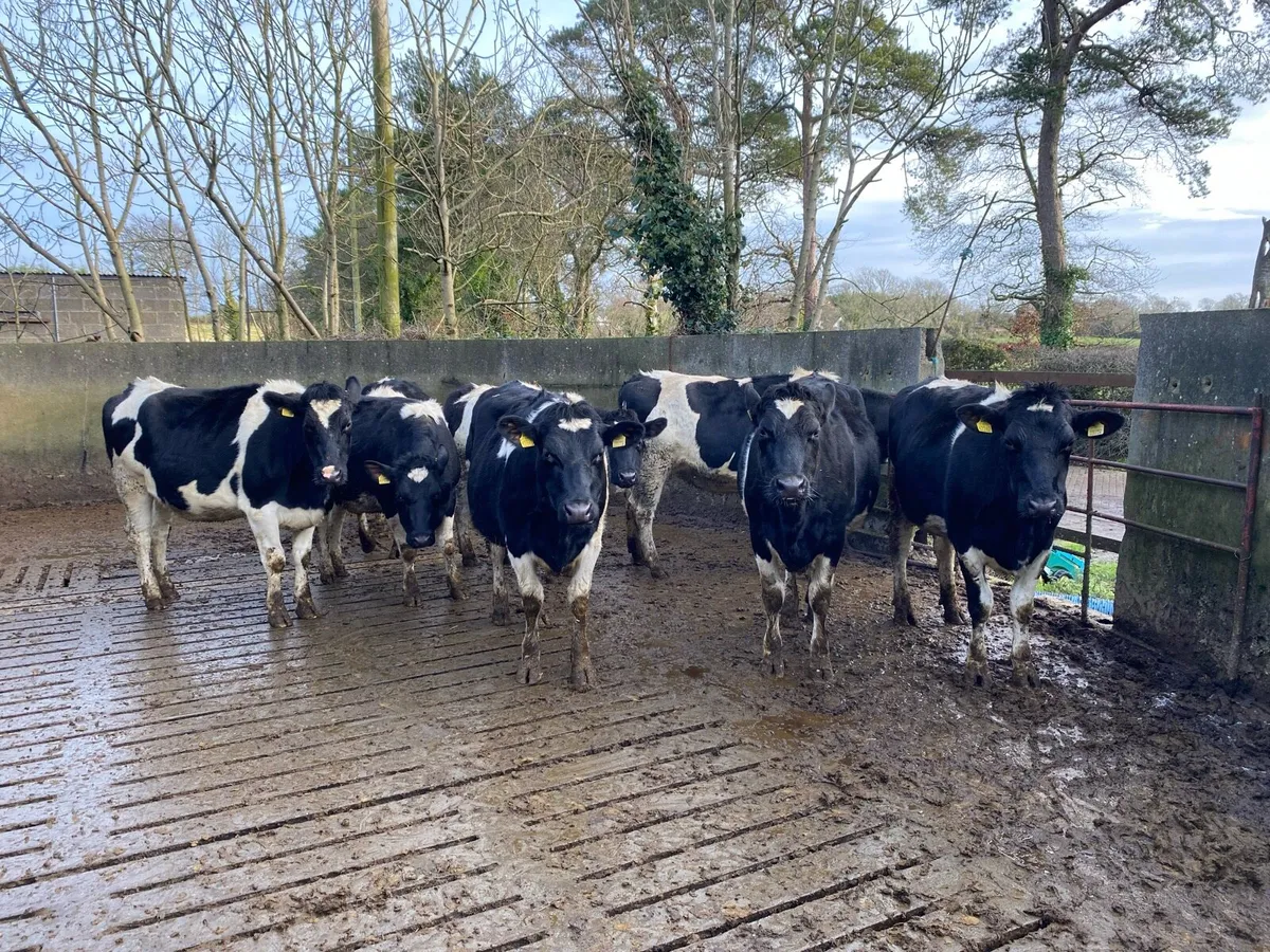 8 Springing Heifers - Image 1