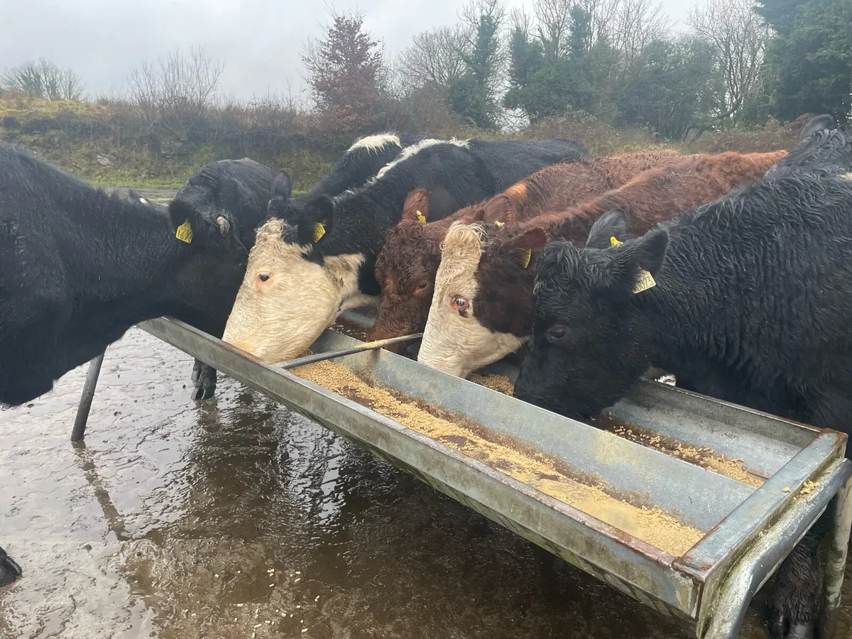 4 springers - Image 1