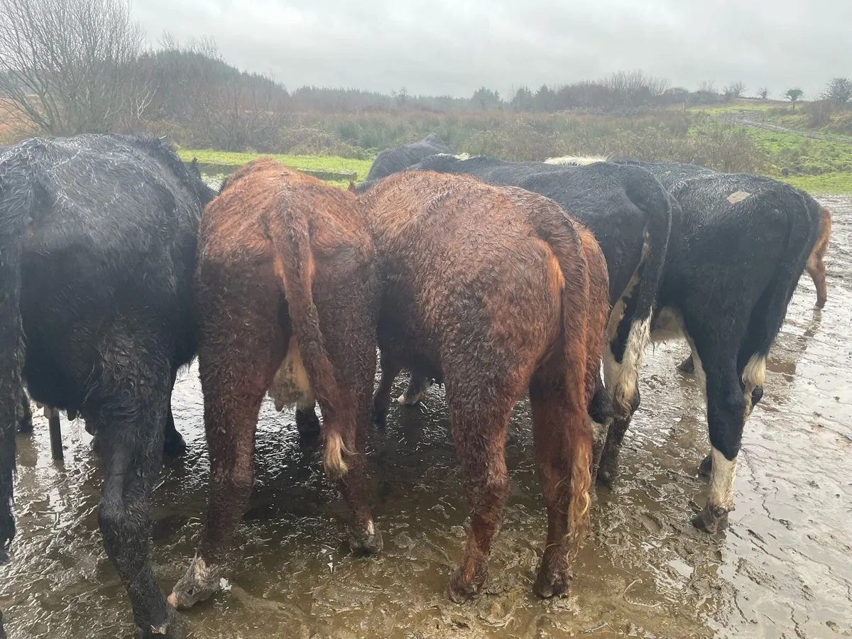 4 springers - Image 2