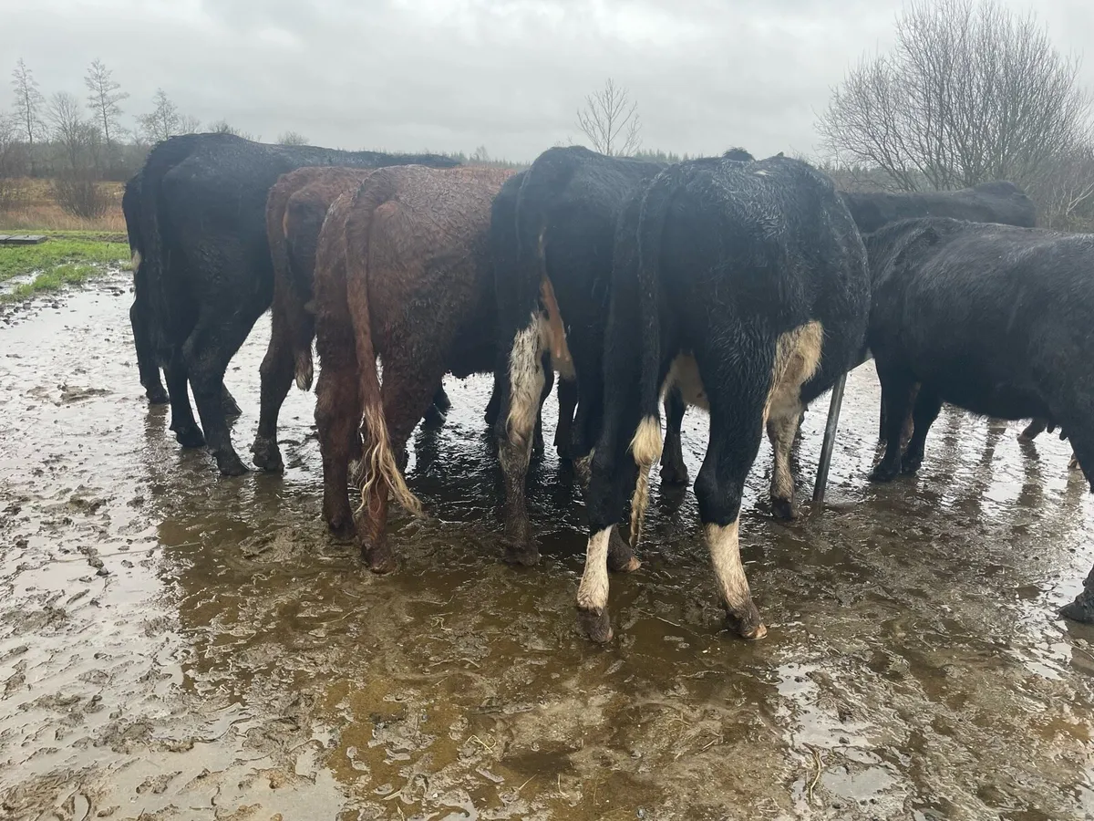 4 springers - Image 4