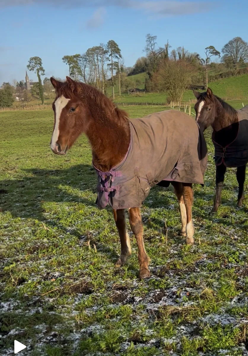 2025 foals with top breeding - Image 3