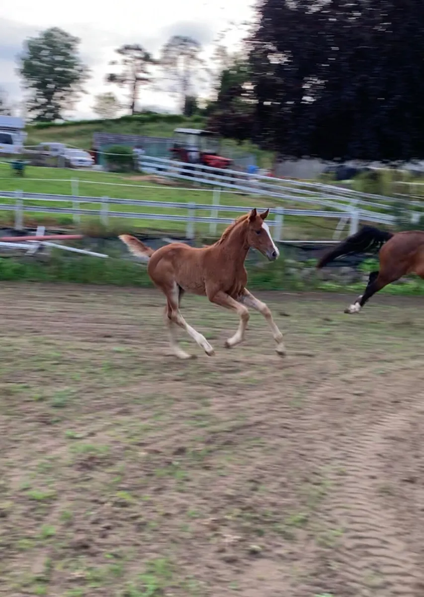 2025 foals with top breeding - Image 2