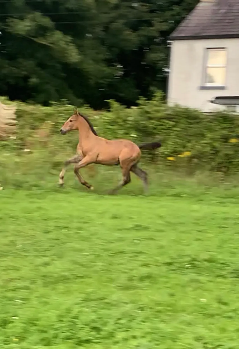 2025 foals with top breeding - Image 4