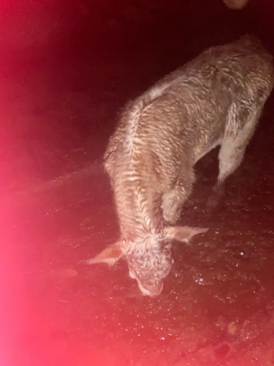 Calf - Image 2
