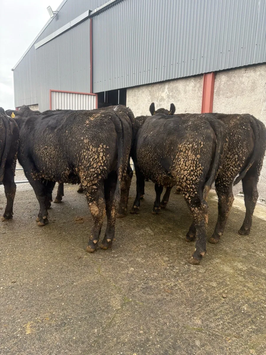 Angus heifers 450kgs 480kgs - Image 2