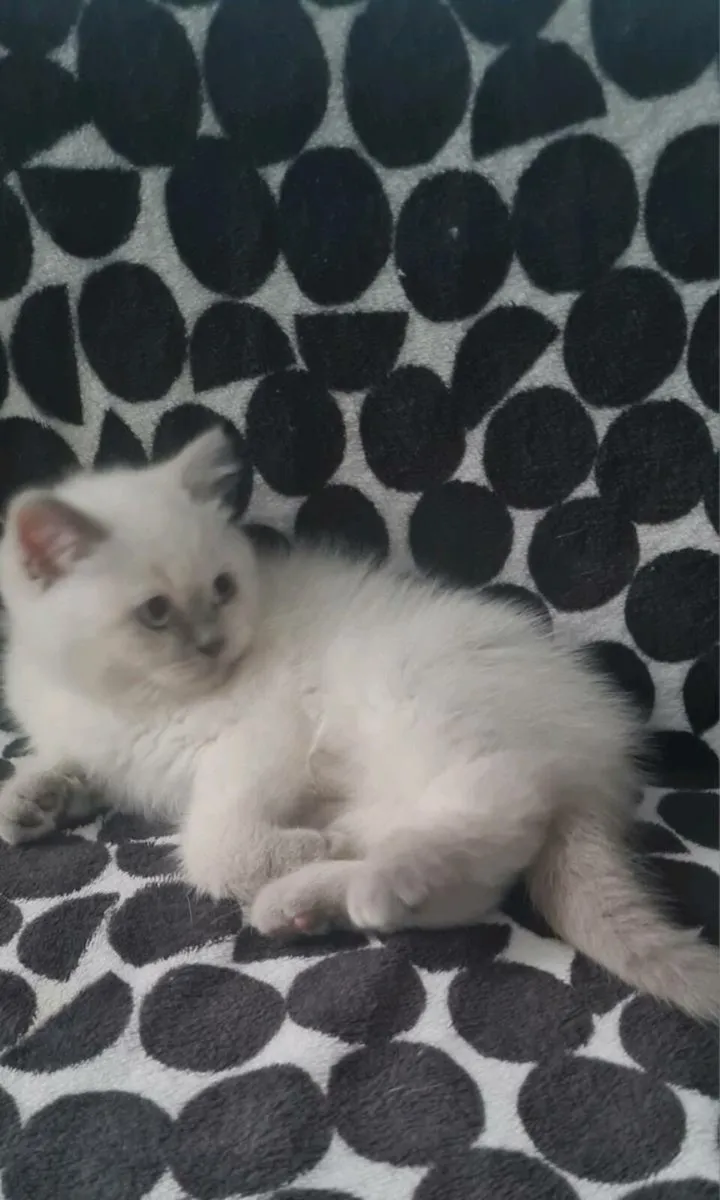 British shorthair kittens - Image 1