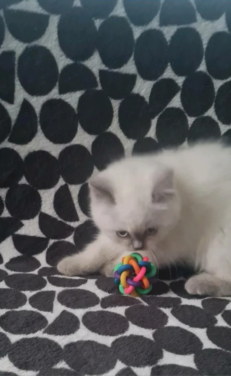 British shorthair kittens - Image 2