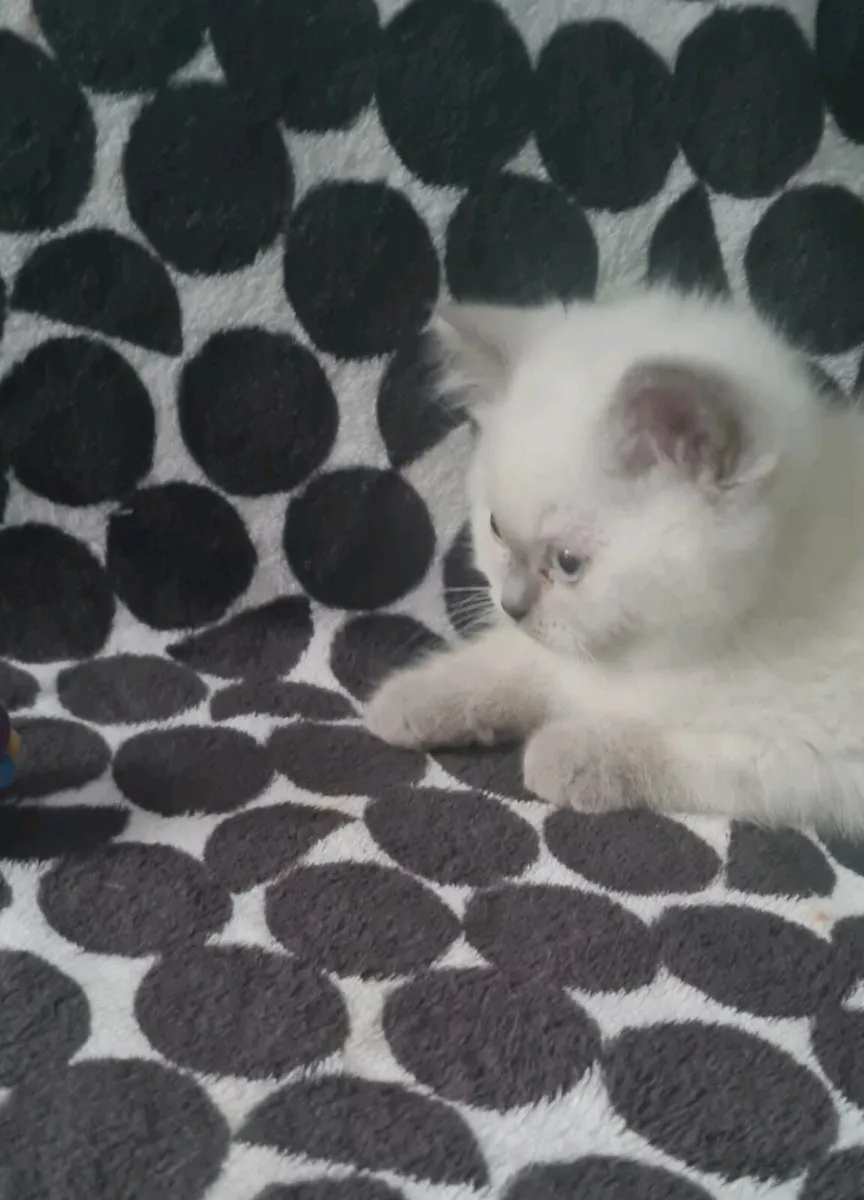British shorthair kittens - Image 3