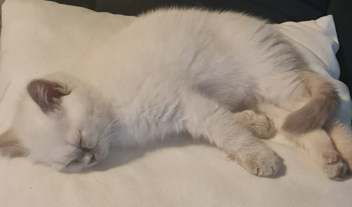 British shorthair kittens - Image 4