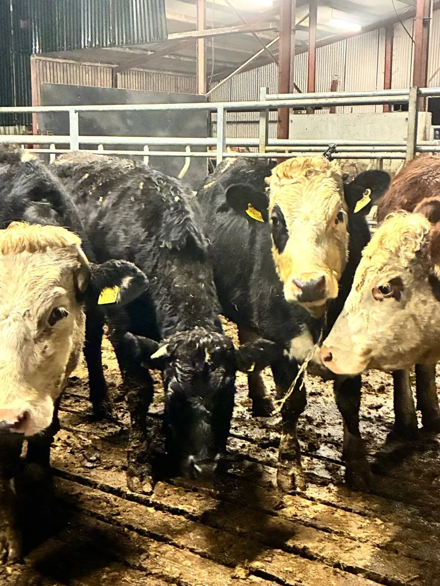 11 Angus and Hereford 450 kilo heifers - Image 1