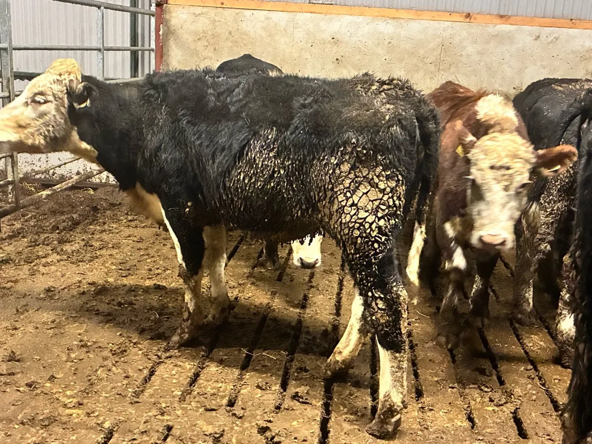 11 Angus and Hereford 450 kilo heifers - Image 2