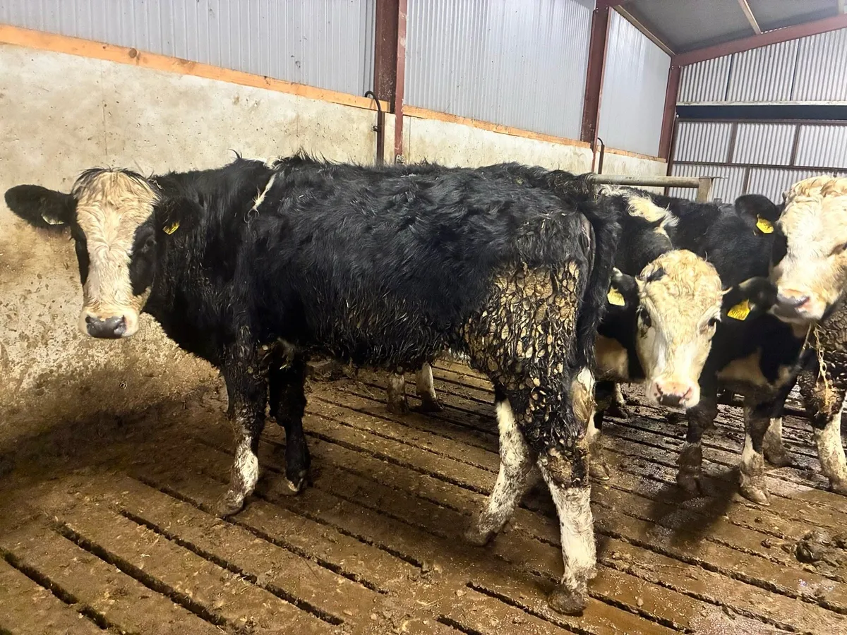 11 Angus and Hereford 450 kilo heifers - Image 4