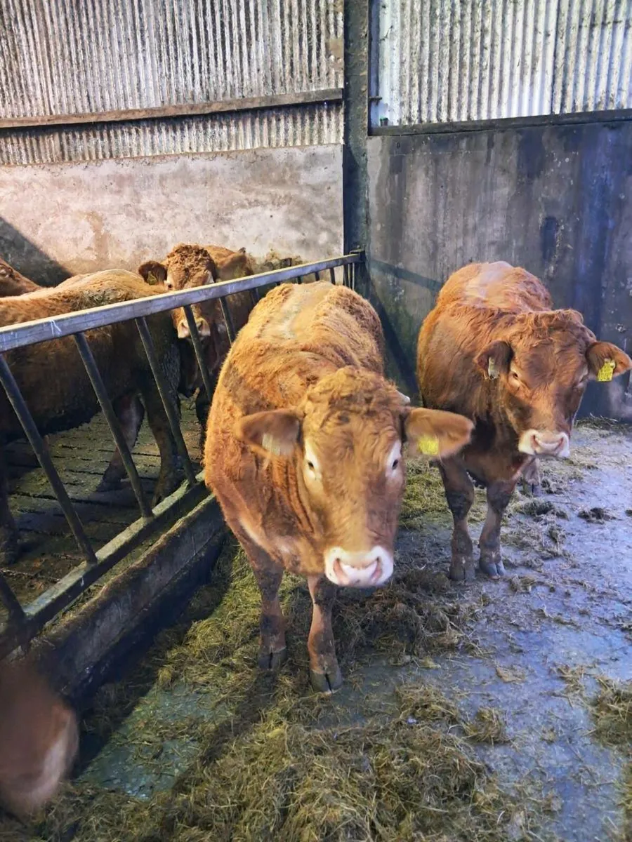 PEDIGREE LIMOUSIN HEIFER - Image 1