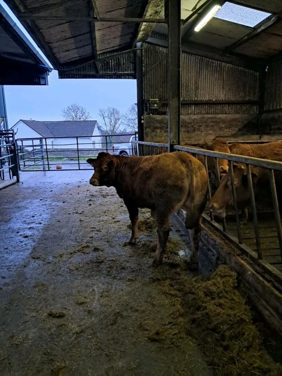 PEDIGREE LIMOUSIN HEIFER - Image 2