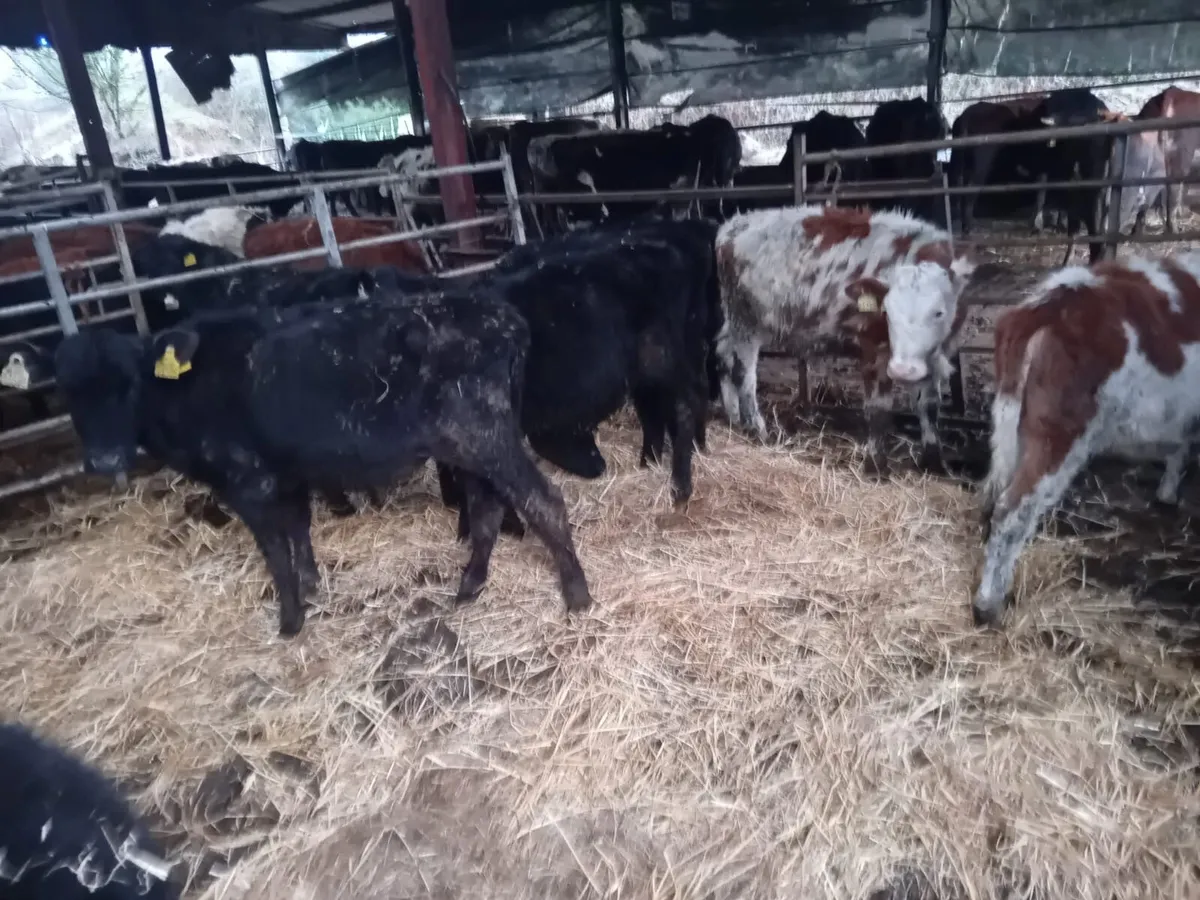 CHEAP BUCKET REARED WEANLINGS - Image 2