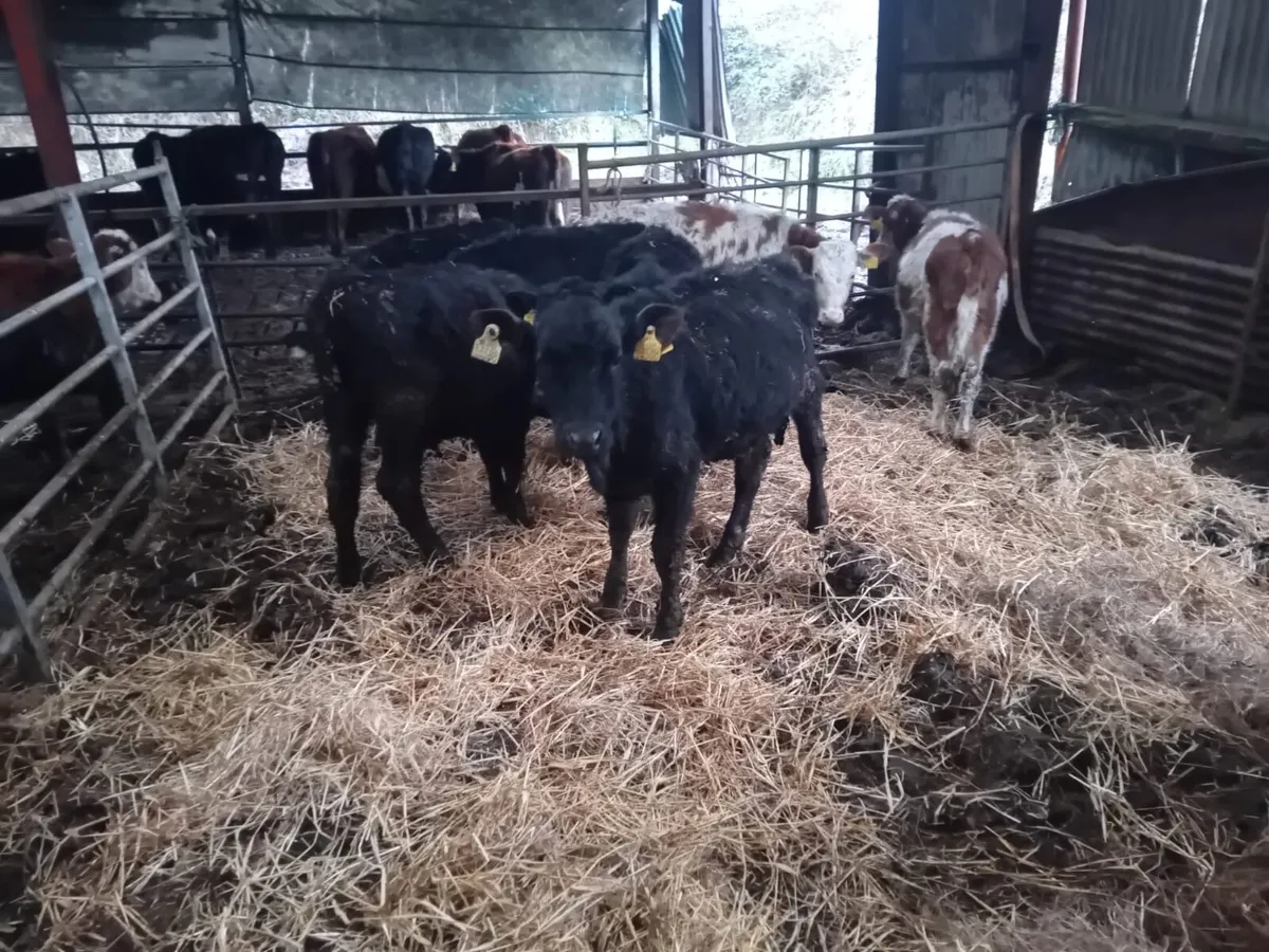 CHEAP BUCKET REARED WEANLINGS - Image 3